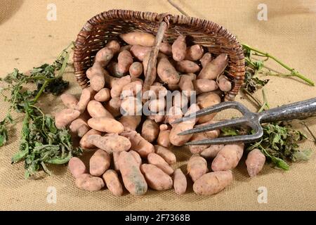 Potatoes (Solanum tuberosum), variety Angelner cone, basket Stock Photo