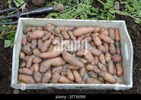 Potatoes (Solanum tuberosum), variety Angelner Zapfen Stock Photo