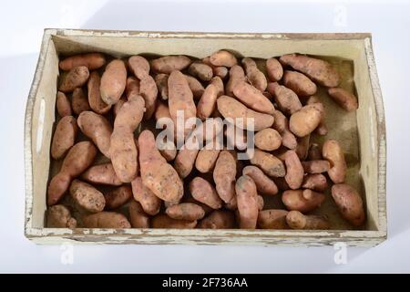 Potatoes (Solanum tuberosum), variety Angelner Zapfen Stock Photo