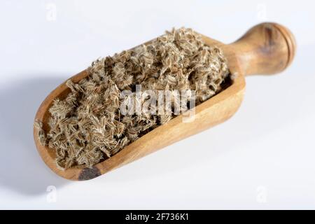 Wild carrot (Daucus carota), seeds, bird's nest, bishop's point, queen Anne's point Stock Photo