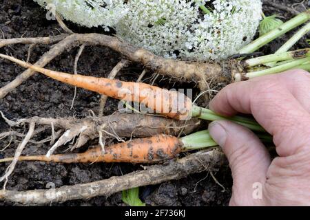 Wild carrot, root, and carrot (Daucus carota) (Daucus carota ssp. sativus), carrot, comparison Stock Photo