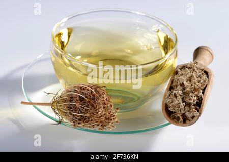 Wild carrot, cup of wild carrot seed tea, carrot seed tea (Daucus carota) Stock Photo