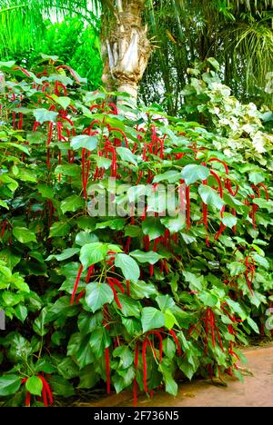 Red-hot cat's tail flowers Latin name Acalypha hispida Stock Photo
