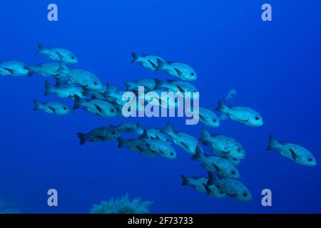 Shoal of black snapper (Macolor niger), St. Johns, Red Sea, Egypt Stock Photo