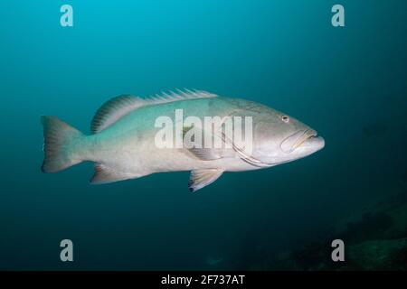 Pacific Goliath Grouper (Epinephelus quinquefasciatus), Mexico Stock Photo