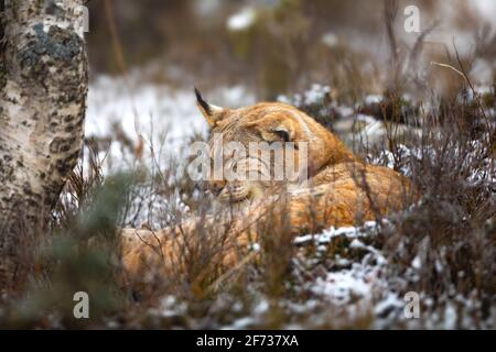 Eurasian lynx sleeping in the forest at winter Stock Photo