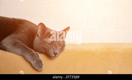Gray cat sleeping on the back of the sofa sunlight. Stock Photo