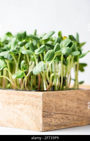 Micro greens in wooden box. Domestic agriculture growth, microgreen sprouts seedlings Stock Photo