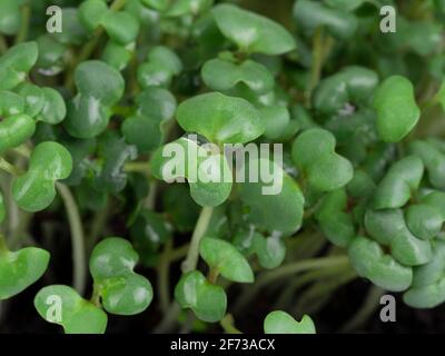microgreen, mustard sprouts, raw sprouts, microgreens, healthy eating concept Stock Photo