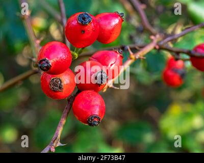 Closeup of red rose hips in winter Stock Photo