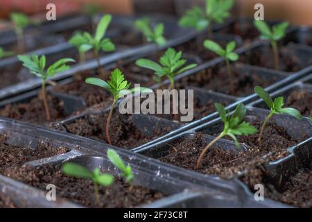 one small bright light green young plant in focus surrounded with sprouts rows, seedling plugs in black plastic boxes, trays. Spring plug flowers growing. Seed marigold starting, four leaves Stock Photo