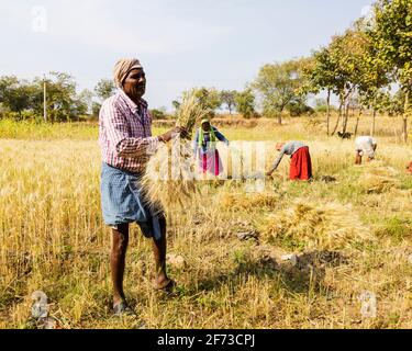 Indian farmer cutting wheat crop in the field, Kalaburagi, Karnataka, India-February 12.2021 Stock Photo