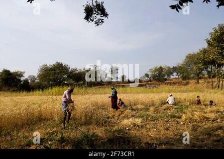 long view of Indian farmers working with children's playing in wheat crop field, Kalaburagi, Karnataka, India-February 12.2021 Stock Photo