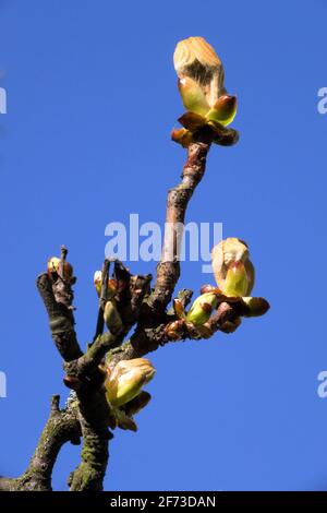 Horse chestnut buds against blue sky background Aesculus hippocastanum opening leaves on a branch Stock Photo