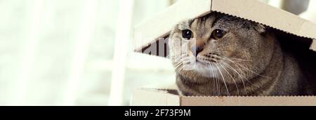 The cat looks out of a cardboard box with a lid. Pet as a gift. Scottish fold brown cat and cardboard box. Stock Photo