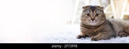 A beautiful well-groomed brown cat lies on a light soft carpet. The pet is resting at home. Scottish Fold cat looks into the frame. Place for text. Stock Photo
