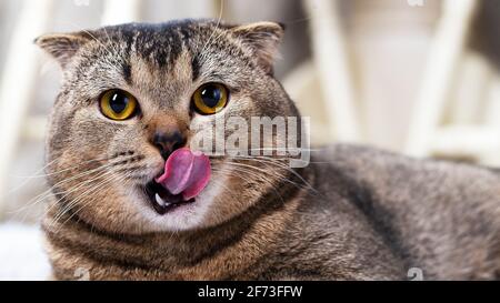 The cat licks her lips. Scottish fold brown cat sticks out tongue and licks lips Stock Photo