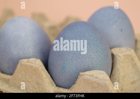 The eggs in a cardboard box are painted with natural dye: red cabbage. Easter Stock Photo