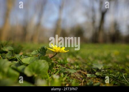 Shallow depth of field (selective focus) image with a small yellow spring flower in the grass in a forest. Stock Photo