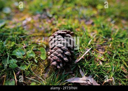 Shallow depth of field (selective focus) image with a pine cone on the grass in a forest. Stock Photo