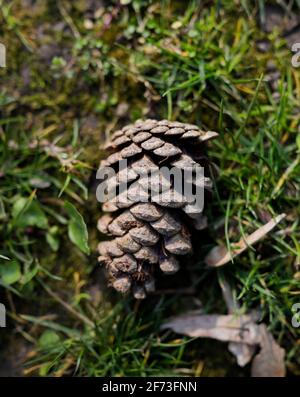 Shallow depth of field (selective focus) image with a pine cone on the grass in a forest. Stock Photo