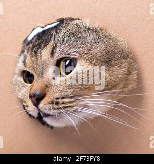 A beautiful Scottish Fold cat looks into a cut out cardboard box, close-up. The cat gets out of the box Stock Photo