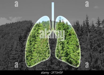 Double exposure of human lungs and green forest in mountains Stock Photo