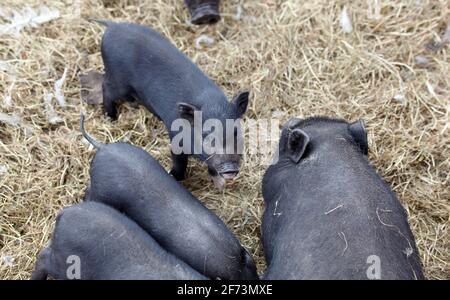 Family Wild pigs grazing at field. Wildlife in natural habitat Stock Photo