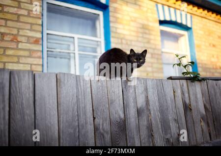 Black cat sitting on the fence. Funny facial expression. Selective focus, blurred background Stock Photo