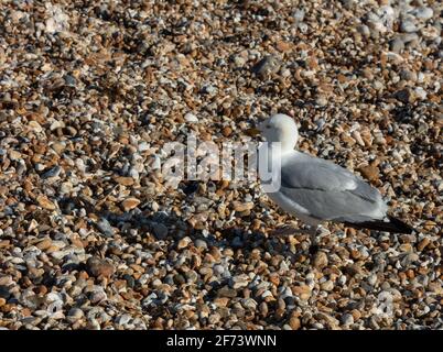 Seagull seen on the gravel beach on the south coast of England, UK. Stock Photo