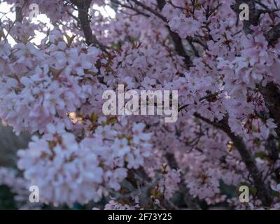 Pink flowering ornamental cherry tree. Stock Photo