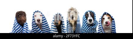 Funny group of dogs bath wrapped with a striped towel. Summer time concept. Isolated on white background Stock Photo