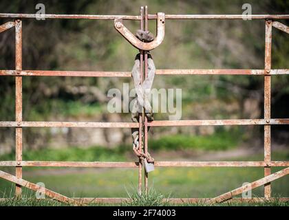 Heavy duty padlock and chain wrapped around old white rusty metal gate with iron security clasp closed and locked. Stock Photo