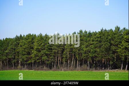 Green pine forest. Edge of the forest with evergreen trees and blue sky. Landscape in North Rhine Westphalia, Germany. Stock Photo