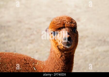 Young alpaca with brown fur. Vicugna pacos Stock Photo