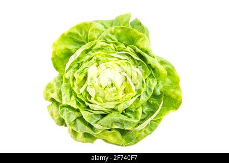 Fresh lettuce isolated on white background Stock Photo