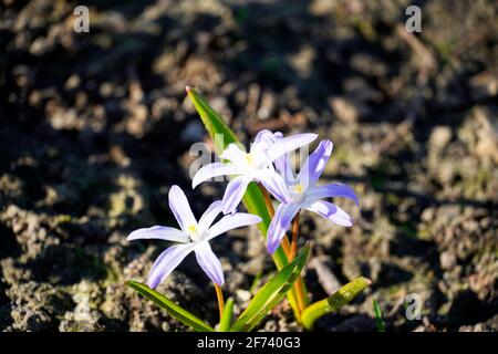 Squill, Scilla. Blue flowers in spring. Dark earth in the background. Early spring flowers. Stock Photo