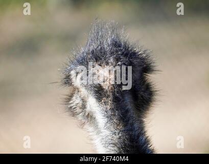 Back of the head of an emu in close-up. Big ratite looks away. Stock Photo