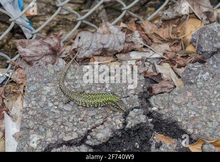 Male Wall lizard (Podarcis muralis) an introduced species, basking on a railway platform in Sussex, UK Stock Photo