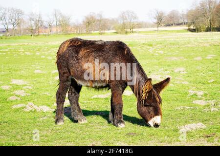 Donkey with brown matted fur on a green meadow. Rural surroundings in the background. Stock Photo