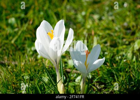 White crocuses in close-up on a green meadow. Spring flowers. Stock Photo