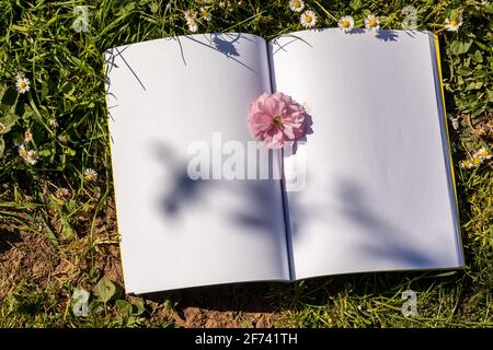 Springtime notebook.  A pink cherry flower between the pages of an open notebook laid on the grass. The shadow of a cherry tree branch on the pages. Stock Photo