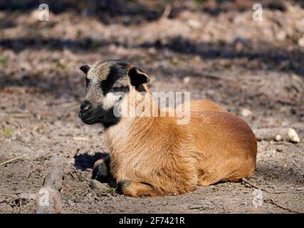 Little brown lamb lies on the ground and rests Stock Photo