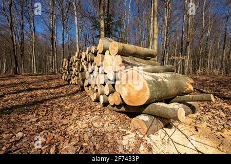 A pile of wood arranged along a forest road. Wood prepared for export. Spring season. Stock Photo