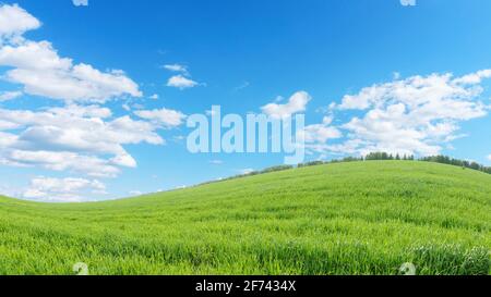 landscape with a curved horizon line. Meadow with bright green grass, blue sky with white clouds. Abstract natural background. Stock Photo