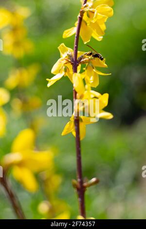 Wasp on a yellow blossoming flower of a forsythia bush. Spring mood, garden aromas. Stock Photo