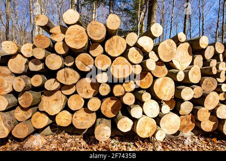 A pile of wood arranged along a forest road. Wood prepared for export. Spring season. Stock Photo