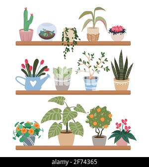 Home plants in pots on shelves, houseplants vector illustration set. Cartoon indoor green botanical house decor collection with flowers growing in pot Stock Vector