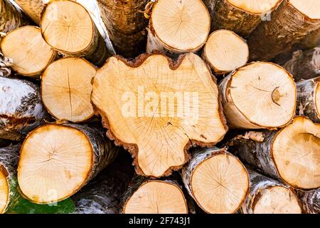 A pile of wood arranged along a forest road. Wood prepared for export. Spring season. Stock Photo