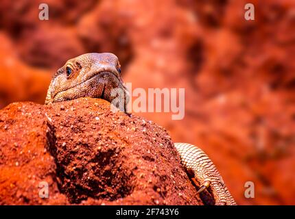 Close up photo of big colored lizard, rock agama. It is wildlife photo of animal in Tsavo East National Park, Kenya, Africa. Agama posing on rock agai Stock Photo